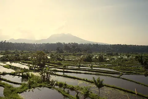 Terraced Rice Fields