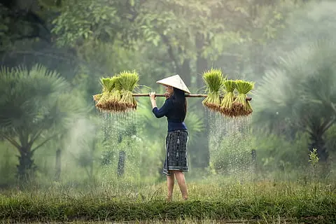 Farmers in Rice Fields
